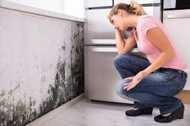 Best Mold Prevention Services  in Bellevue, OH